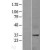 Western Blot: CXCL16 Lysate [NBL1-09626] - Western Blot experiments. 
Left-Control; Right -Over-expression Lysate for CXCL16